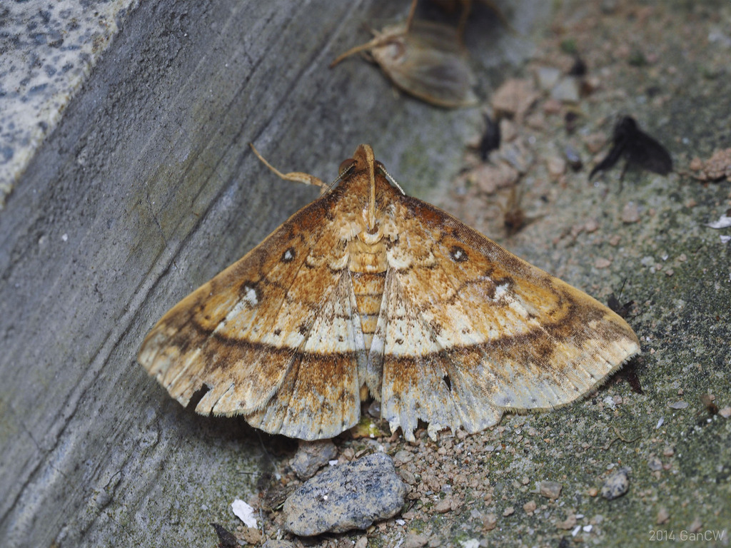 Bertula micropulla