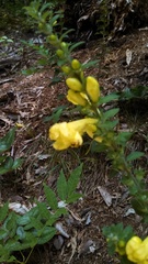 Aureolaria virginica