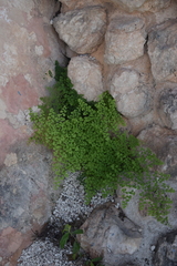 Adiantum tricholepis