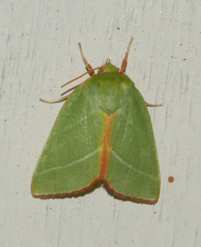 Green Silver-lines, Bennekom, Nederland, photo 8 of 10