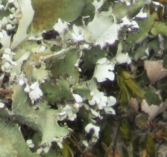 Cladonia foliacea