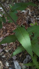 Aureolaria virginica