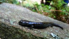 Pseudoeurycea leprosa