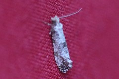 Morophaga choragella