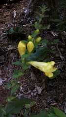 Aureolaria virginica