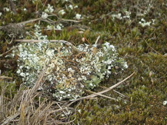 Cladonia foliacea
