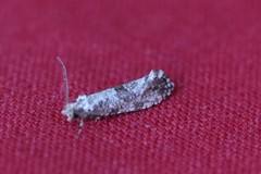 Morophaga choragella