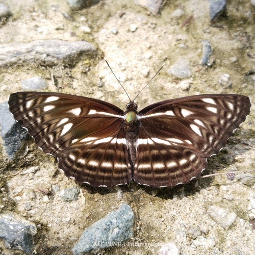 Phaedyma daria