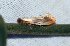 Tinea semifulvella