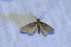 Eupithecia tantillaria