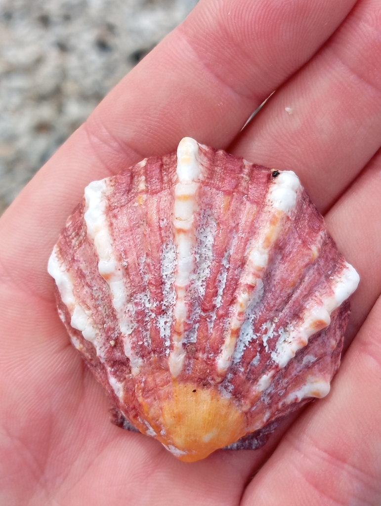 thorny-oysters-from-880-taiwan-penghu-county-magong-city-198