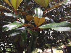 Magnolia grandiflora