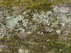 Cladonia foliacea