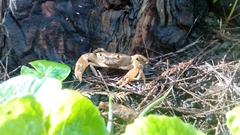 Pseudothelphusa dugesi