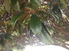 Magnolia grandiflora