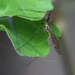 Nephrotoma appendiculata