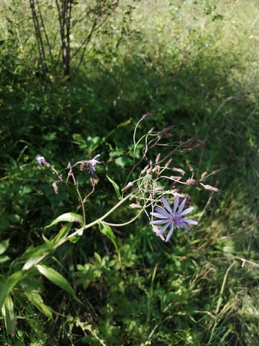 Lactuca sibirica iNat (3)