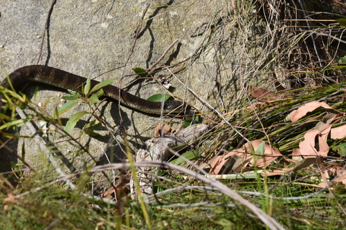 Tiger Snake sighting