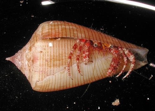 Conus quercinus observed 2010-11-19