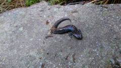 Pseudoeurycea leprosa