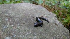 Pseudoeurycea leprosa