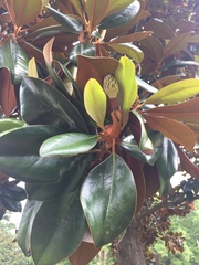 Magnolia grandiflora