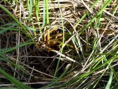 Juncus effusus effusus