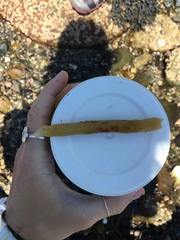 Laminariaceae