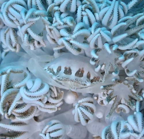Caphyra loevis observed 2024-08-01