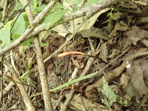 Ophiocordyceps nutans