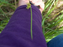 Juncus effusus effusus