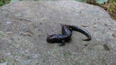 Pseudoeurycea leprosa