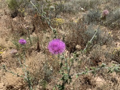 Cirsium neomexicanum