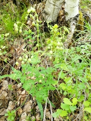 Thalictrum foetidum