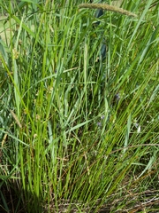 Juncus effusus effusus