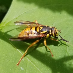 Spilomyia alcimus