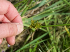 Juncus effusus effusus