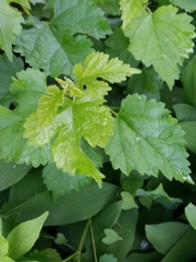 Morus alba