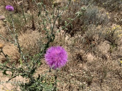 Cirsium neomexicanum