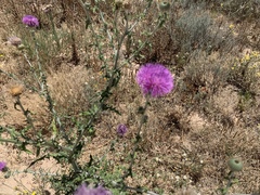 Cirsium neomexicanum