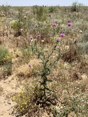 Cirsium neomexicanum