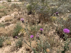 Cirsium neomexicanum