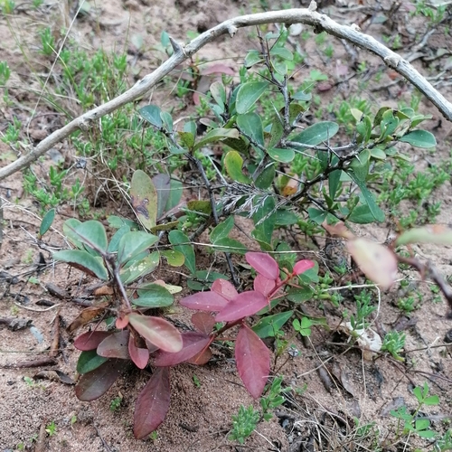 Image of Putterlickia pyracantha by (c) Martjie Fia Fourie, some rights reserved (CC BY)