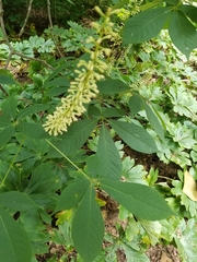 Aesculus parviflora