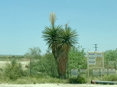 Yucca faxoniana