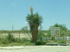 Yucca faxoniana