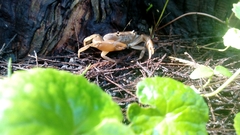 Pseudothelphusa dugesi