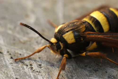 Hornet Moth, photo 5 of 10