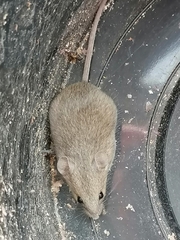 Southern African Pygmy Mouse photo 3