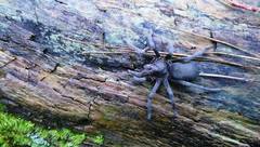 Hemirrhagus chilango